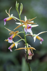 Phaius tancarvilleae. Orchid plant in a park in Barcelona.