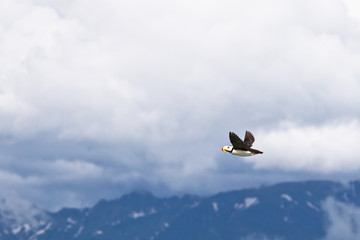 puffin in alaska