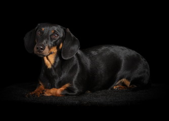 Teckel en studio sur fond noir