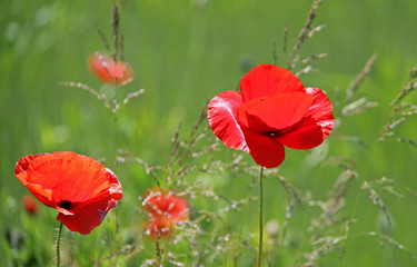 papaveri (papaver rhoeas)