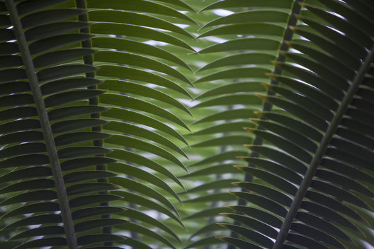 Dioon spinulosum. Mexican plant in a park in Barcelona.