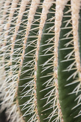 Echinocactus grusonii, plant in a park in Barcelona.