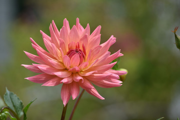 Flower with red to pink petals on blurred green background.