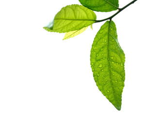 leaves with water droplets on white background
