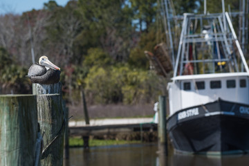 Fototapeta na wymiar Pelican with shrimp boat in background