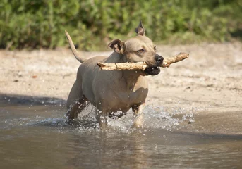Fototapeten Spelende gezonde blije hond, Amerikaanse Staffordshire terrier, speelt met stok in het water © monicaclick