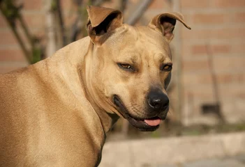 Fototapeten lachende blije hond, Amerikaanse Staffordshire terrier, steekt tong uit © monicaclick
