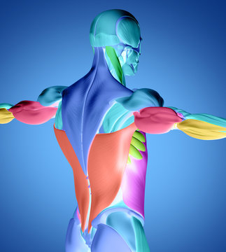 Latissimus Dorsi Images – Browse 3,011 Stock Photos, Vectors, and Video | Adobe Stock Latissimus Dorsi Images – Browse 3,011 Stock Photos, Vectors, and Video | Adobe Stock