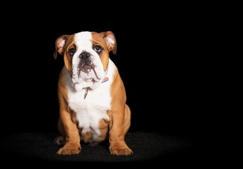 Bulldog anglais en studio sur fond noir