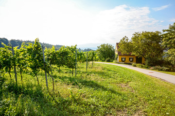 Fototapeta na wymiar Vineyards along the South Styrian Wine Road in autumn, Austria Europe