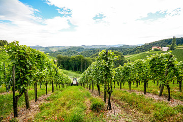 Fototapeta na wymiar Vineyards along the South Styrian Wine Road in autumn, Austria Europe