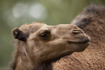 Fototapeta premium camel head portrait