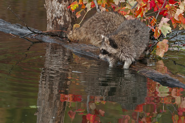 Raccoon (Procyon lotor) With Dips Into Water