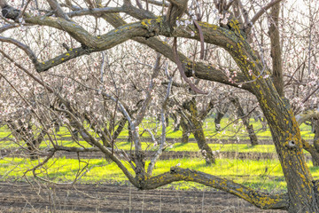 Flowering apricot tree in the spring orchard