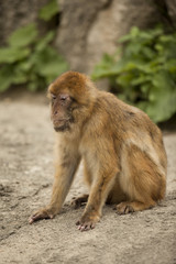 barbary macaque