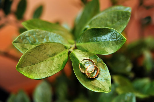 wedding rings on green leaves