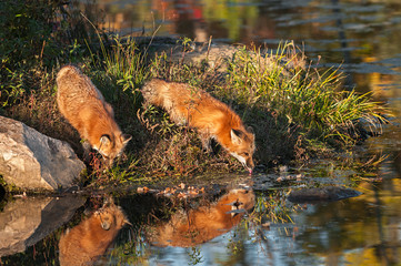 Red Fox (Vulpes vulpes) Takes a Drink