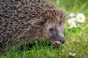 Ein Igel Braunbrustigel (Erinaceus europaeus) leckt sich mit seiner Zunge die Schnauze © mirkograul