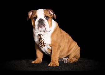 Chiot Bulldog anglais en studio sur fond noir