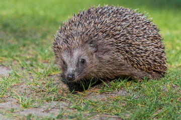 Ein Igel Braunbrustigel (Erinaceus europaeus) auf einer Wiese im Frühling