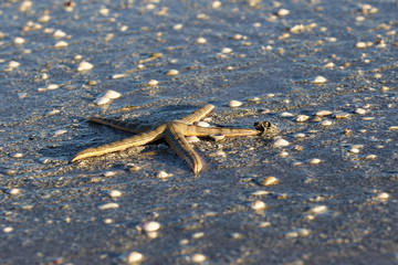 Sea star washed up on a Gulf Coast beach.