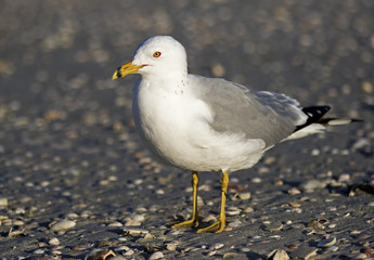 Ring billed Gull (Larus delawarensis) standing on a shell littered Gulf Coast beach.