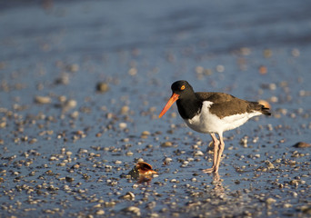 American Oystercatcher (Haematopus palliatus) with a clam shell on a shell littered beach.  