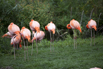 landscape photo of flamingoes
