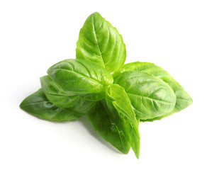 Fototapeta premium Fresh basil on white background