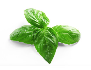 Fresh basil leaves on isolated white background