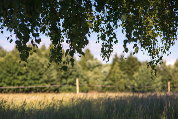 green foliage branch against forest, meadow and blue sky frame