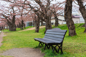 Relax seat with Cherry blossom or sakura