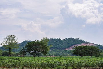 Fototapeta premium Cassava or Tapioca grow up.