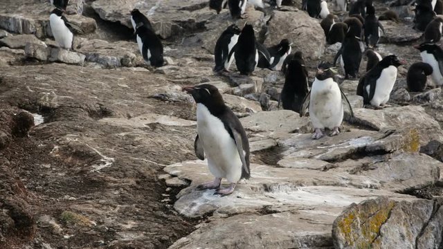 A medium shot of a Rockhopper penguin colony in Falkland Islands