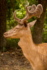 Barasingha