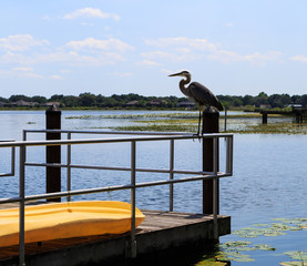 Grand Heron relaxing on fresh water lake in Oxford FL