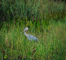 Grand Heron relaxing on fresh water lake in Oxford FL