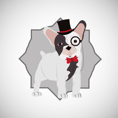 Animal design. french bull dog icon. Isolated illustration , vector