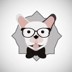 Animal design. french bull dog icon. Isolated illustration , vector