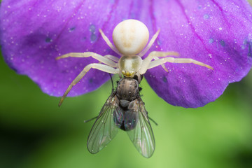 Goldenrod crab spider, Misumena vatia on wood cranebill with caught fly