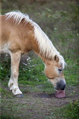 cropped view of a horse grazing at field.