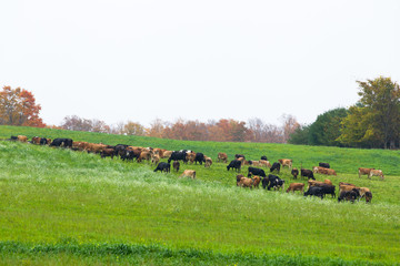 cows grazing in meadow.