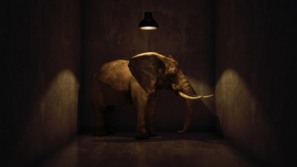 Fototapeta premium elephant in the room near wall. Creative concept