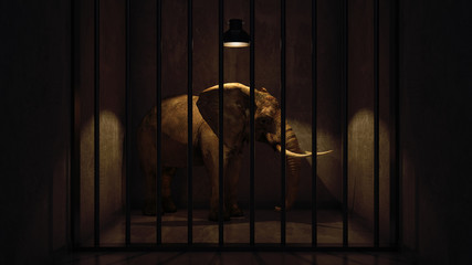 elephant in the room near wall. Creative concept