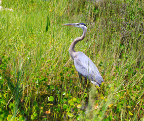 Grand Heron relaxing on fresh water lake in Oxford FL
