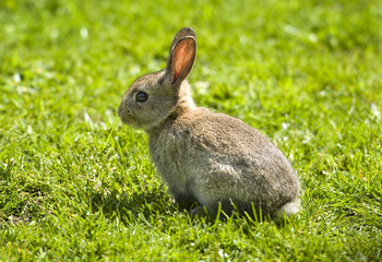Rabbit