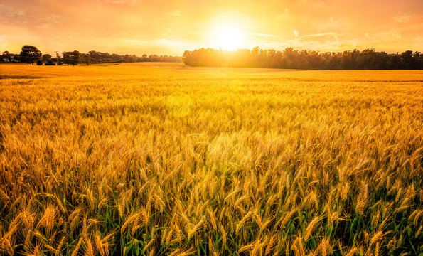 wheatfield