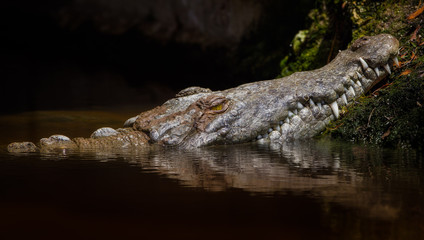 Crocodile