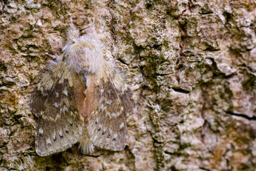 Lobster moth (Stauropus fagi) at rest on bark. British nocturnal insect in the family Notodontidae, at rest with wings held in distinctive posture © iredding01