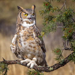 Great Horned owl